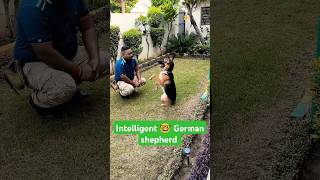 Intelligent 🤓 German shepherd session 237 shorts [upl. by Asyla307]