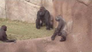 Gorillas at the LA ZOO watch the whole video [upl. by Cherice]