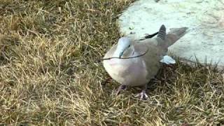 Eurasian CollaredDove [upl. by Eelrac934]