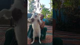 laika 🐕💕youtubeshorts shortvideo reels doglovers [upl. by Annauqal]