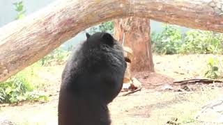 Himalayan black bearFeeding enrichmentHoney feederNandankanan Zoological ParkOdisha India [upl. by Akceber]