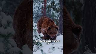 Jaw Dropping Grizzly Bear Facts Unleashing the Wilds Fiercest Predator [upl. by Emmalee]