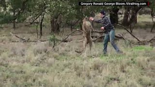 Guy punches kangaroo to save mans best friend [upl. by Naples]