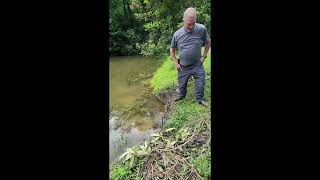 Nantahala Beaver Trapping Private Pond [upl. by Prudhoe648]