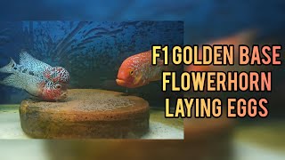 F1 Golden Base Flowerhorn Laying Eggs [upl. by Brennan]