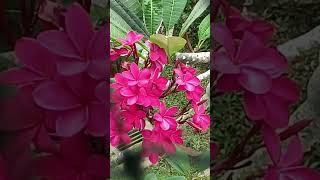 Red Frangipani short video benefitsalleviate headachebackpain anti inflamatory traits [upl. by Silverstein]