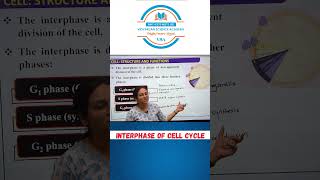 Biology  Interphase of cell cycle biology biologyshorts boardexam2025 [upl. by Aenahs]