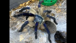 Monocentropus balfouri pairing [upl. by Martens]