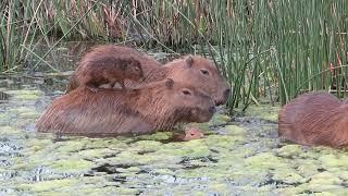 carpinchoscapybaras argentina capibarasurfing surf [upl. by Clements]