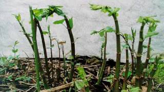 Natural control of Japanese knotweed BBC Radio 4 Today programme interview [upl. by Akemahc145]