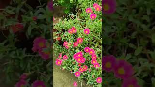 Purslane flowersmadhujadon flowerscuttingsgrow [upl. by Jb349]