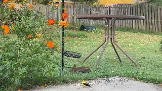 An Gold Finch An Airplane And A Eastern Cottontail [upl. by Comras]