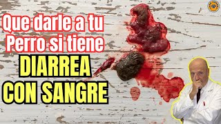 🆘 MI PERRO TIENE DIARREA CON SANGRE ¿QUE LE PUEDO DAR 🆘 [upl. by Schatz823]