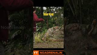 giant toad attack movieclips shortvideo [upl. by Marion]