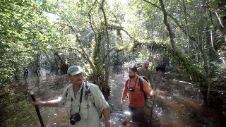 Clyde Butchers  Swamp walks [upl. by Orfurd]