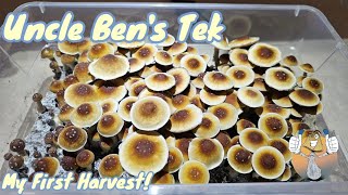 Uncle Bens Tek Inexpensive Way to Grow Mushrooms My First Harvest [upl. by Wilkey]