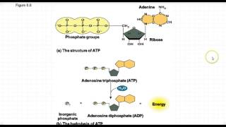 AP Biology  Energy Reactions amp ATP [upl. by Nahn]