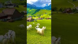 The Mountain Goat is Grazing on Grass ytnaturesound shorts [upl. by Alliscirp]