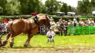 Belgium draft horse pulling [upl. by Daniele503]