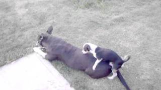 Chihuahua VS Pit bull3gp [upl. by Toulon]