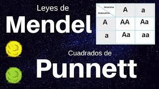 Las Leyes de Mendel y los Cuadrados de Punnett ¡en 12 minutos [upl. by Aidin620]