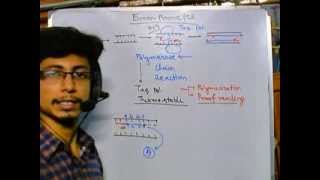 Error prone PCR [upl. by Hinman]