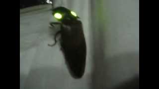 Costa Rican Click beetle with glowing eyes [upl. by Tommi717]