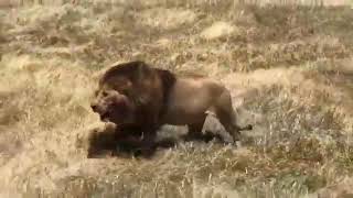 Huge Ngorongoro Crater Lion 🔥 [upl. by Gilmer]