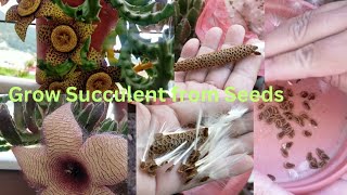 How to Propagate Stapelia Starfish from Seeds amp varieties of Succulents are Blooming amp Care Tips [upl. by Beauchamp]