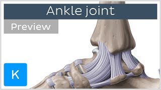 Ankle joint bones and ligaments preview  Human Anatomy  Kenhub [upl. by Accisej]