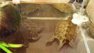 Cagles Map Turtles  Tartarium 80  Reptiles  Pets  Turtle [upl. by Erdreid]