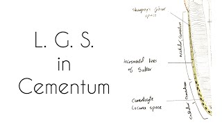 Drawing of Cementum  Longitudinal ground section [upl. by Adiahs]