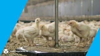 Bringing Artificial Intelligence to the Chicken Farm [upl. by North405]