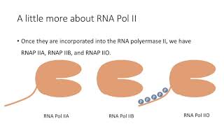 Figure 1120 TFIIH phosphorylates the CTD of RNA polymerase Rbp1 subunit [upl. by Olson535]