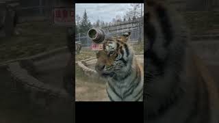 🐾 Exploring Harbins Siberian Tiger Park 🐅 china cat travel harbin tiger chinawanderer [upl. by Maillil]