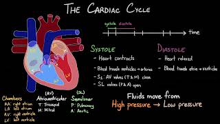 The Cardiac Cycle  The Lub Dub of a Heartbeat [upl. by Archy]