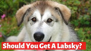 Did you know this about the Husky Labrador Mix Labsky  Should you get a Labsky to your home [upl. by Rocky]