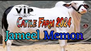 Karachi Cow Mandi 2024  Jameel Memon  Cow Mandi 2024  Karachi Cattle Farm 2024 [upl. by Azmah166]