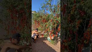 Grow more tomatoes while using less space and water tomato farming agriculture shorts [upl. by Feil]