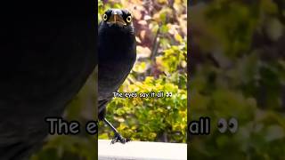 AUSTRALIAN CURRAWONG Sounds  Bird Eyes currawong corvids birds [upl. by Oicaroh]