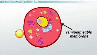 Isotonic Solution [upl. by Eirod]