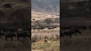 Ngorongoro Crater Tanzania animals wildlife lion [upl. by Anavlys952]