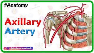 Axillary artery Anatomy Animation Course﻿ Branches ﻿Relations and Clinical anatomy  Usmle review [upl. by Aljan]