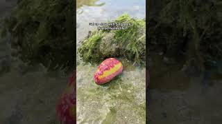 TOUR THE WILD SIDE INTERTIDAL EXPLORATION 🦀🏝️ [upl. by Verne139]