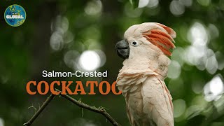 Beauty of The Moluccan Cockatoo  Trans 7 Global 270924 [upl. by Blockus]