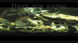 How to Breed and Hatch Baby Plecoswmv [upl. by Anirtik]