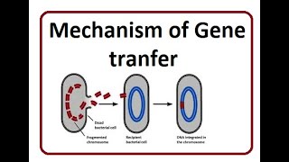 Gene transfer mechanism  2024 [upl. by Chita442]