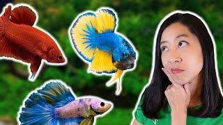 My Top 10 Favorite Betta Fish at Petco [upl. by Rog73]