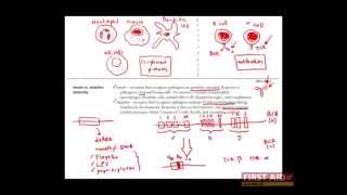 First Aid for the USMLE Step 1 IMMUNOLOGY  01  Overview of the immune system [upl. by Araec]