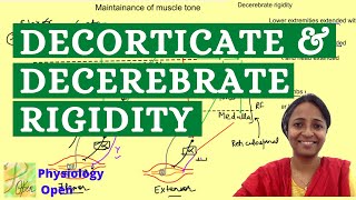 Decorticate and decerebrate rigidity  Maintenance of muscle tone  CNS Physiology MBBS 1st year [upl. by Ojiram200]